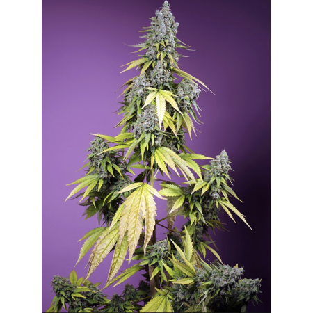 Jet Fuel Mandarine XL Auto